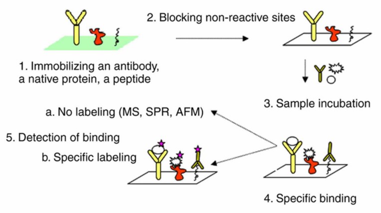 Workflow of antibody microarray analysis