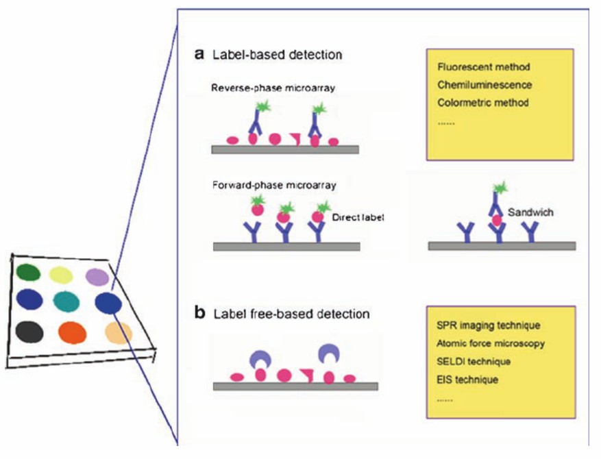 principles of protein microarray detection strategies
